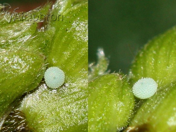 Celastrina argiolus