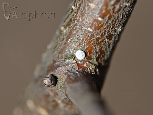 Thecla betulae