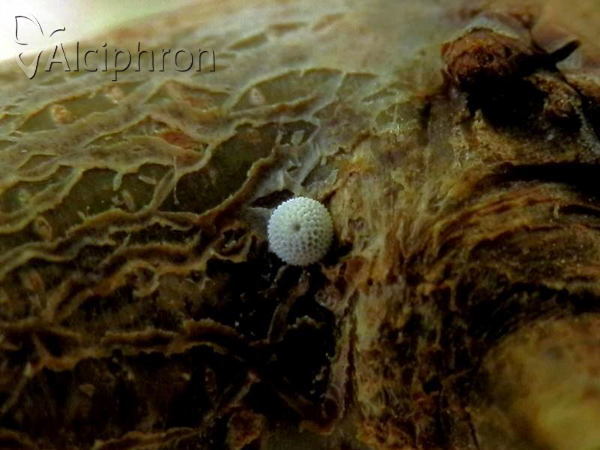 Thecla betulae