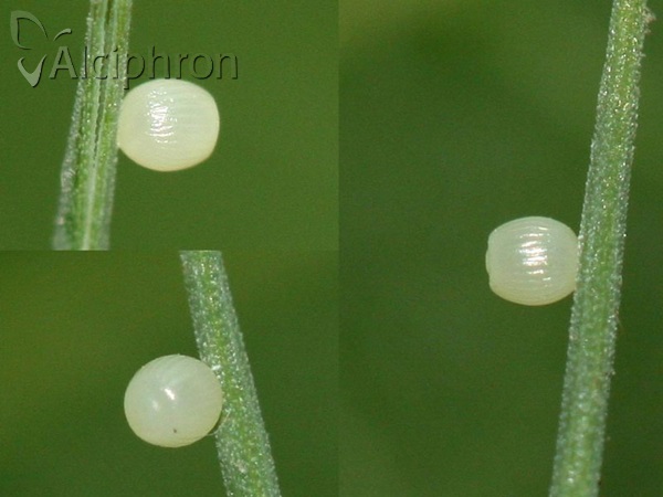 Coenonympha pamphilus