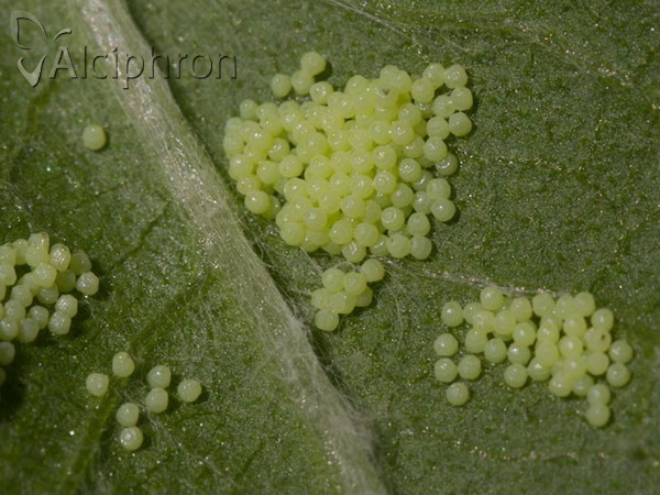 Melitaea arduinna