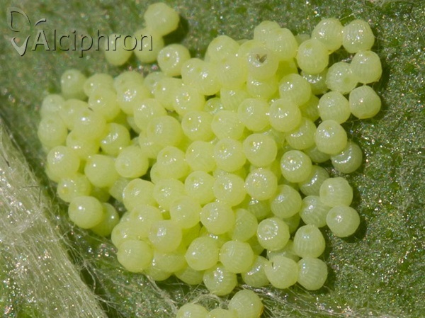 Melitaea arduinna