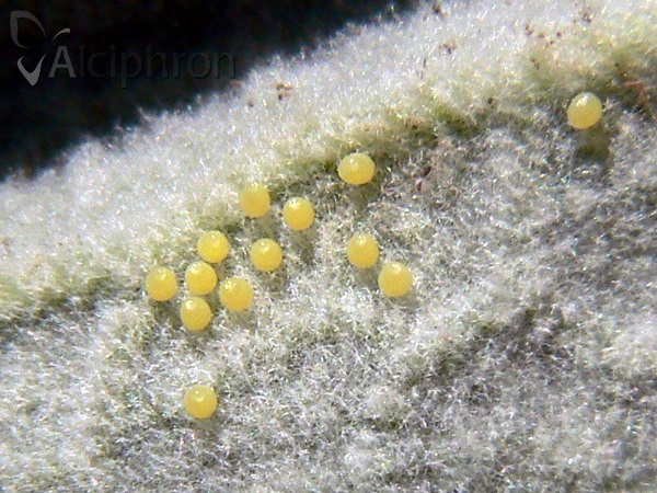 Melitaea trivia