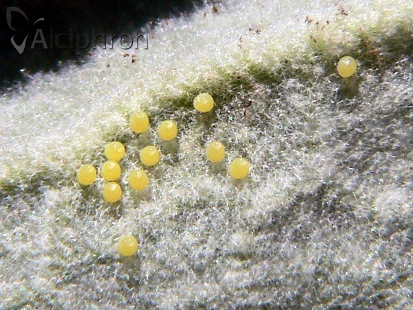 Melitaea trivia