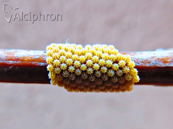 Nymphalis polychloros