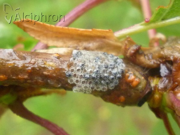 Nymphalis polychloros