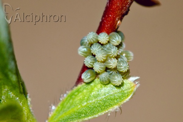 Nymphalis xanthomelas