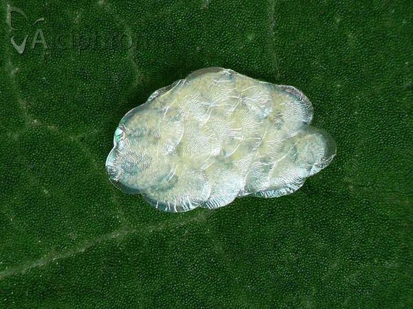 Sitochroa verticalis