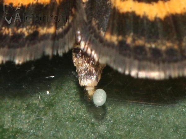 Pyrausta despicata