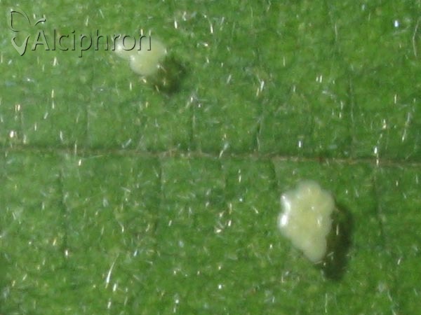 Evergestis forficalis