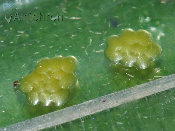 Evergestis pallidata