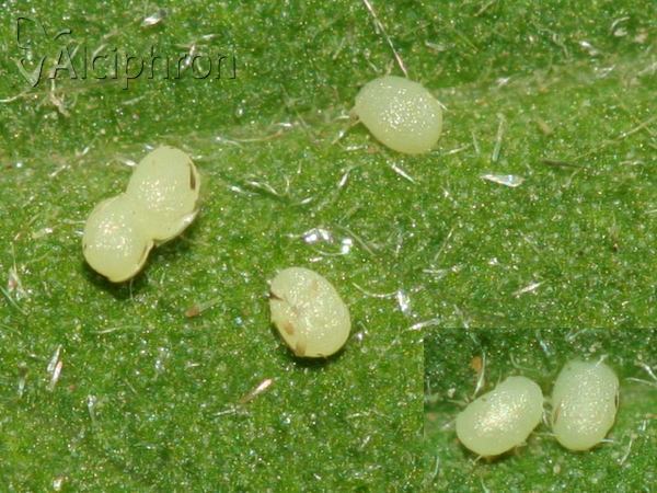 Titanio normalis
