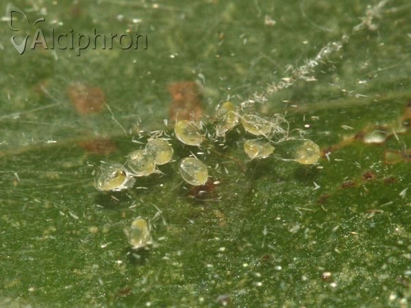 Elophila nymphaeata