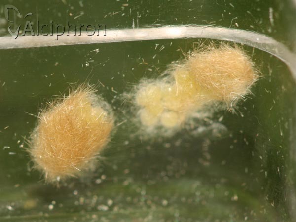 Donacaula forficella