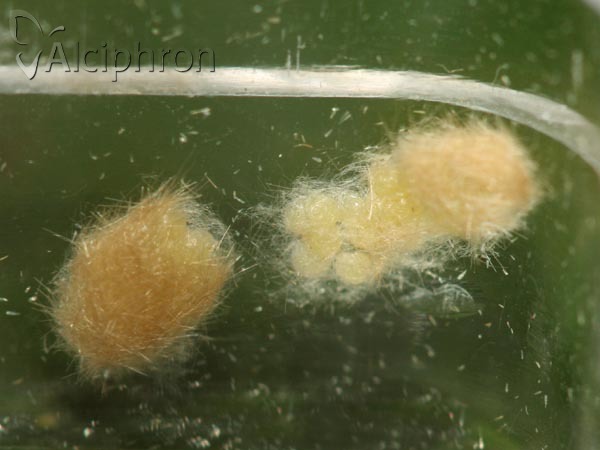 Donacaula forficella
