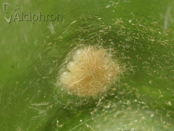 Donacaula forficella