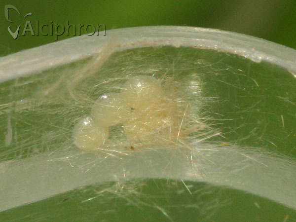 Donacaula forficella