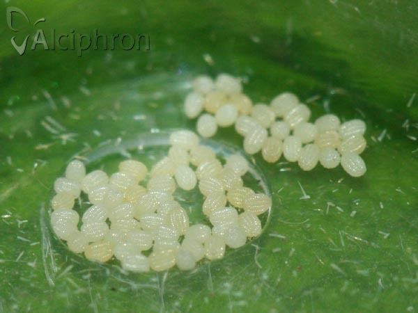 Metacrambus carectellus
