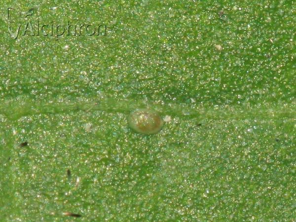 Heliothela wulfeniana