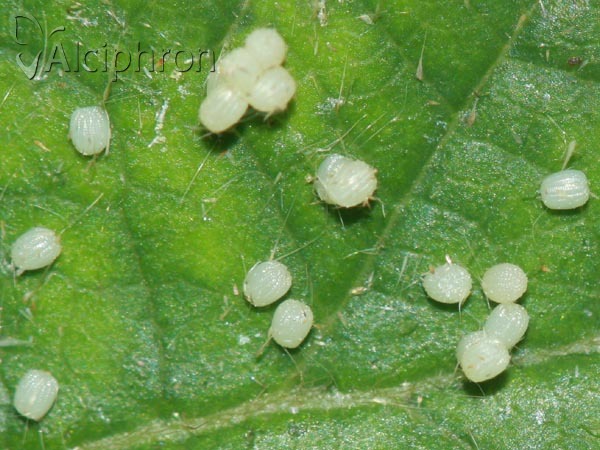 Habrosyne pyritoides