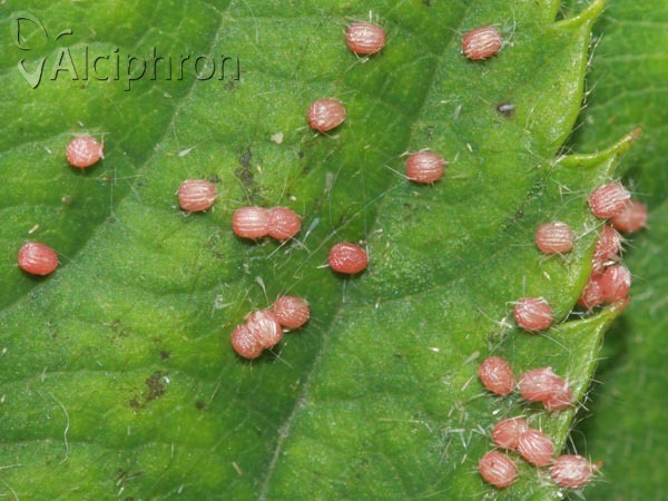 Habrosyne pyritoides
