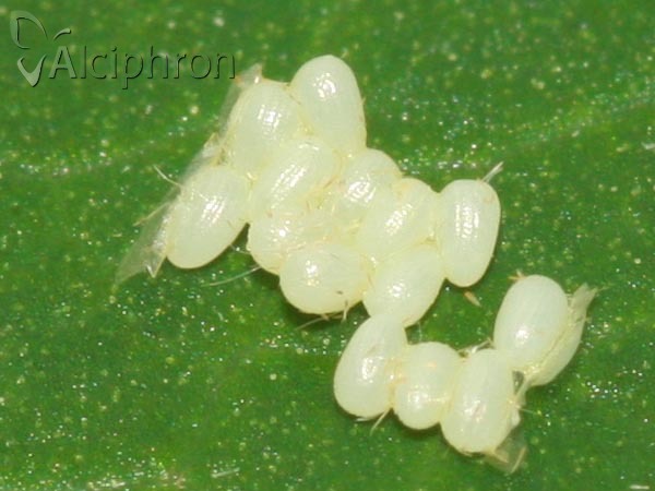 Watsonalla binaria
