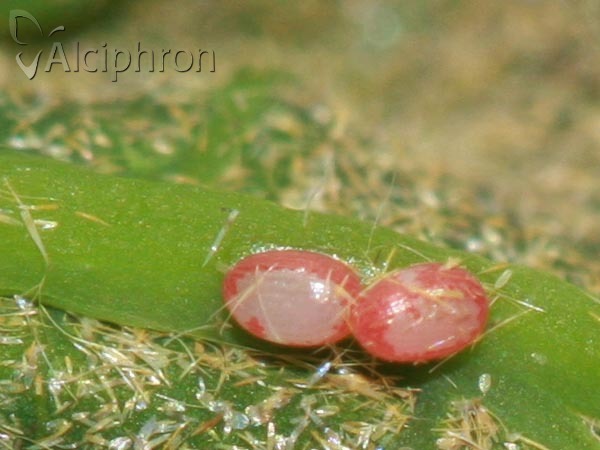 Watsonalla binaria