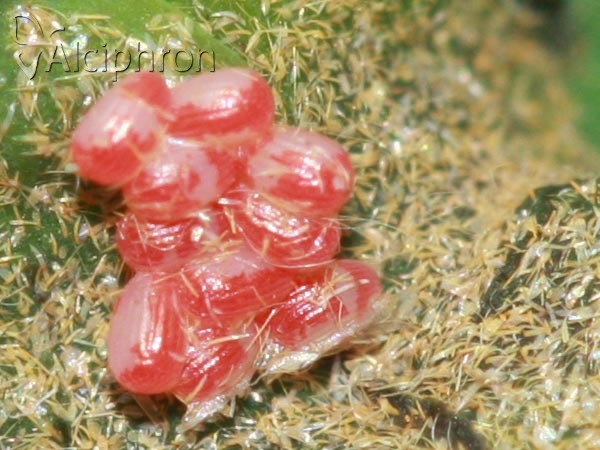 Watsonalla binaria
