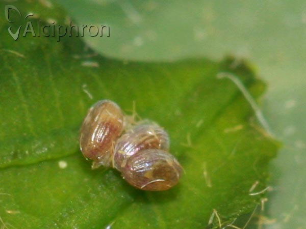 Watsonalla binaria