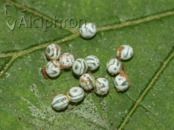 Gastropacha quercifolia