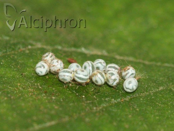 Gastropacha quercifolia