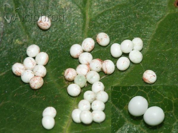 Odonestis pruni