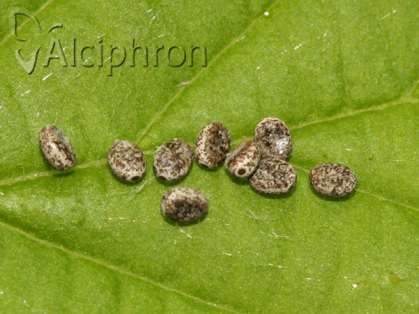 Poecilocampa populi