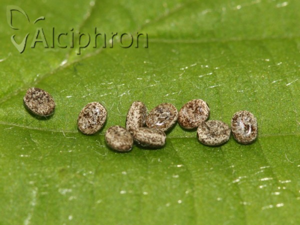 Poecilocampa populi