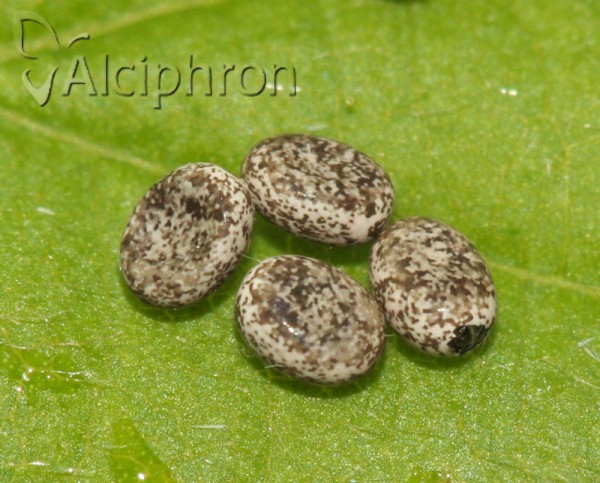 Poecilocampa populi