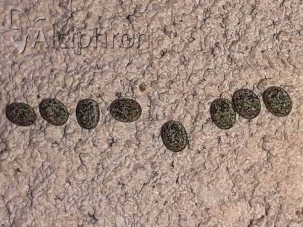 Poecilocampa populi