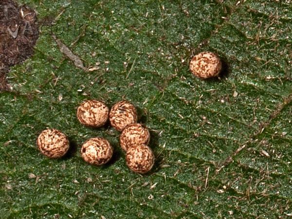 Lasiocampa trifolii