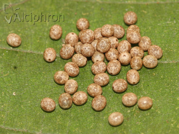 Lasiocampa quercus
