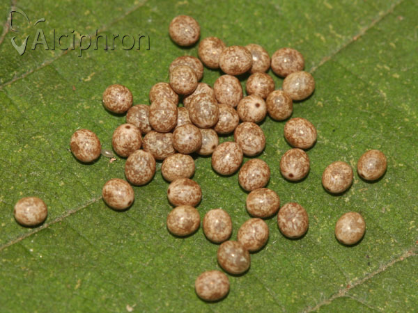 Lasiocampa quercus