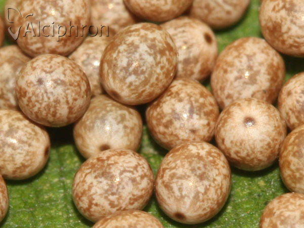 Lasiocampa quercus