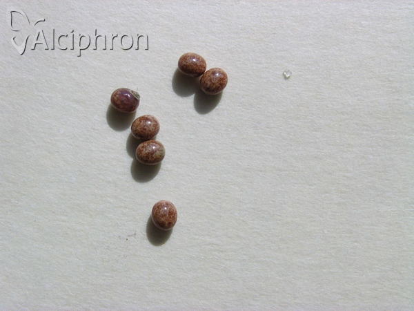 Lasiocampa quercus
