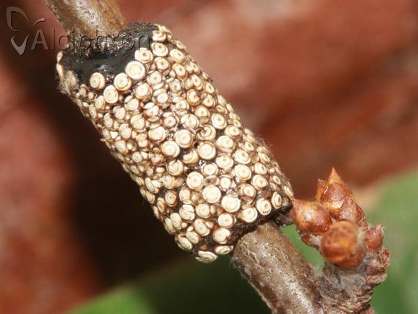 Malacosoma neustria