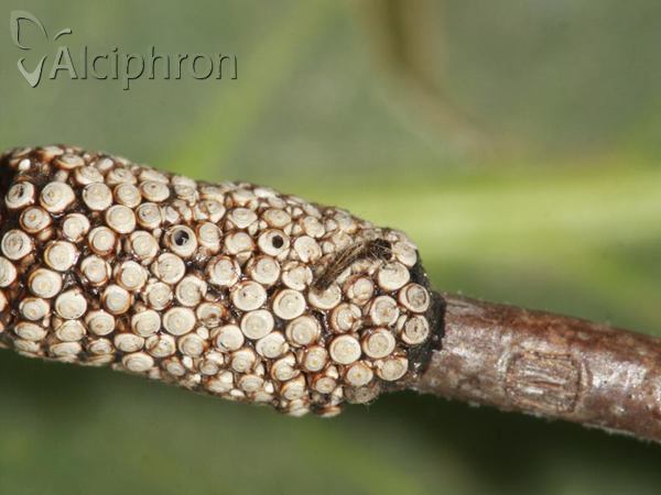 Malacosoma neustria