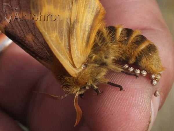 Lemonia dumi