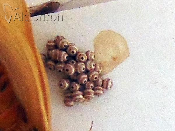 Lemonia taraxaci
