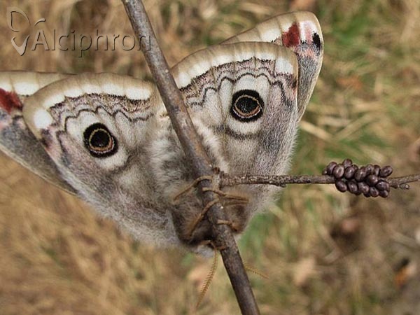 Saturnia pavonia