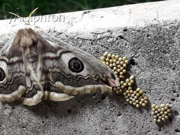 Saturnia pavonia