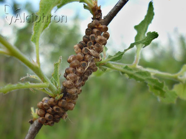 Saturnia pavoniella