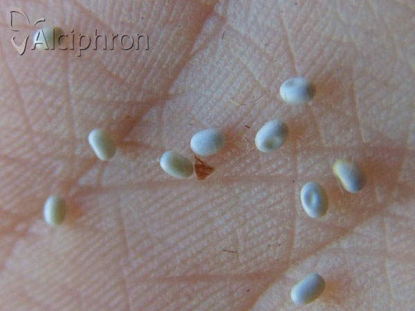 Saturnia pavoniella