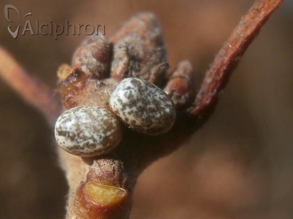 Saturnia caecigena